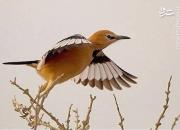پرنده انحصاری ایران چه نام دارد؟ +عکس