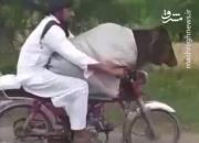 فیلم/ قاچاق گاو با موتورسیکلت!