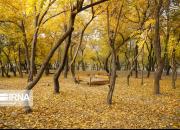 عکس/ پاییز در وکیل آباد