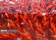 عکس/ بازار خرید و فروش ماهی قرمز