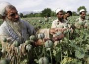 رونق عجیب آمریکا به کشت مواد مخدر در افغانستان!