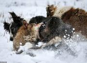 عکس/ درگیری گرگ با دو سگ