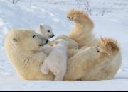 عکس/ بازیگوشی توله‌های خرس قطبی