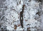عکس/ جاده‌ای در دل جنگل برفی