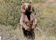 فیلم/ تصویربرداری از گونه ارزشمند خرس قهوه‌ای درجنوب کشور