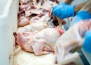 نرخ هر کیلو مرغ در بازار چقدر است؟ 