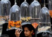 عکس/ فروش ماهی قرمز در هند