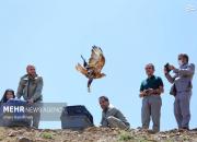 عکس/ آزادسازی پرندگان شکاری در همدان