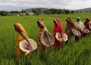 عکس/ زنان کشاورز هندی