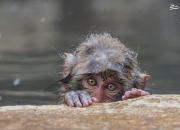 عکس/ آبتنی میمون در چشمه‌های آب گرم
