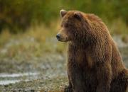 تصاویری دیدنی از خرس‌های طبیعت ایران