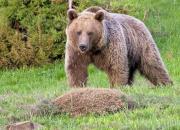 حمله خرس وحشی به ۲ نفر از عشایر کوهرنگی