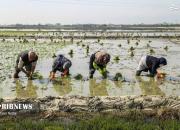 عکس/ فصل نشا کاری برنج در بابلسر