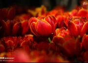 عکس/ رویش گل‌های لاله در باغ ایرانی