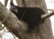 عکس/ استراحت خرس روی درخت
