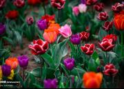 عکس/ بوی نوروز در جشنواره بهاری گل