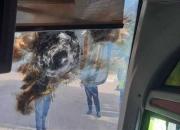 ارسال مدارک جدید از حمله به اتوبوس پرسپولیس در اصفهان