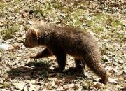 برخورد با عاملان کشته شدن بچه خرس
