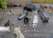 سالانه هفت هزار گاز گرفتگی سگ فقط در خوزستان
