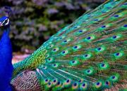 عکس/ به دام انداختن طاووس سرگردان در تهران