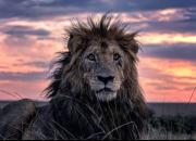 پیرترین شیر جهان توسط یک عکاس شکار شد +عکس