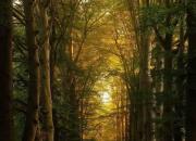 تصاویر زیبا از جنگل‌های پاییزی هلند