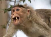 فیلم/ دستگیری میمون‌های قاتل