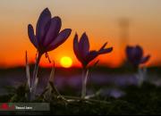 عکس/ برداشت گل زعفران در تربت حیدریه ‏