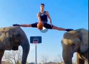 فیلم/ چالش شگفت‌انگیز بسکتبالی با کمک‌ فیل‌ها!