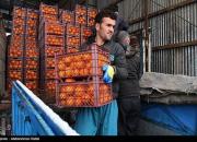 فیلم/ نظارت وزارت جهاد از روند اجرای ذخیره سازی میوه شب عید