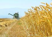 جزئیات تولید 14 میلیون تن گندم در سال زراعی جدید