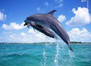فیلم/ شنای دسته‌جمعی و دیدنی دلفین‌ها