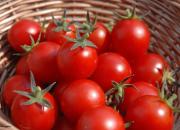 دلیل کمبود گوجه‌فرنگی در میادین میوه و تره‌بار