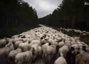 عکس/ رژه گوسفندان در جاده